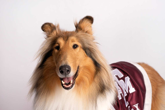 Professor Reveille