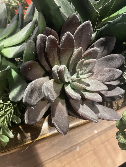 Garden Guru – screenshot 1