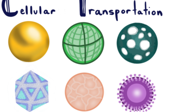 Transport of CRISPR Systems in Gene Editing for Sickle Cell