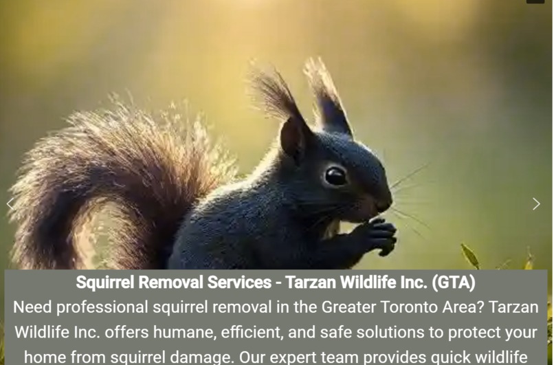 Squirrel Removal Services – screenshot 1