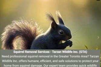 Squirrel Removal Services