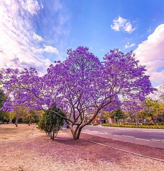 Jacarandas – screenshot 1