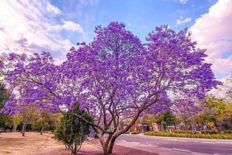 Jacarandas