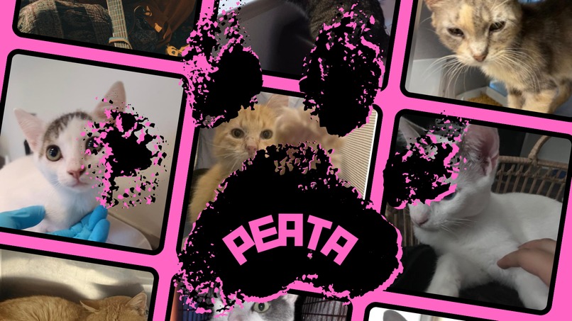Peata – screenshot 2