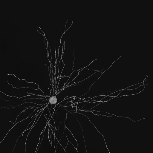 Neuron Segmentation – screenshot 1