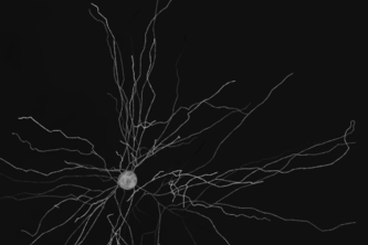 Neuron Segmentation