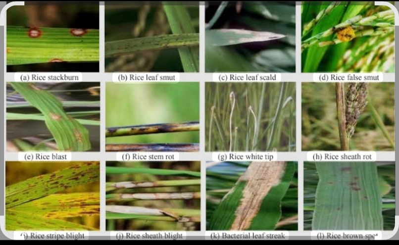 Rice plant disease classification prediction  – screenshot 1