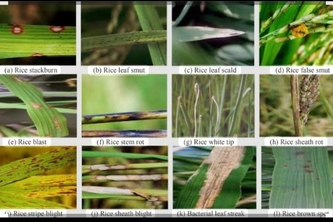 Rice plant disease classification prediction 