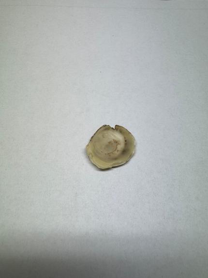 Anisium Guard: Smart Edible Nano Sensor Strip Powered by AI – screenshot 3