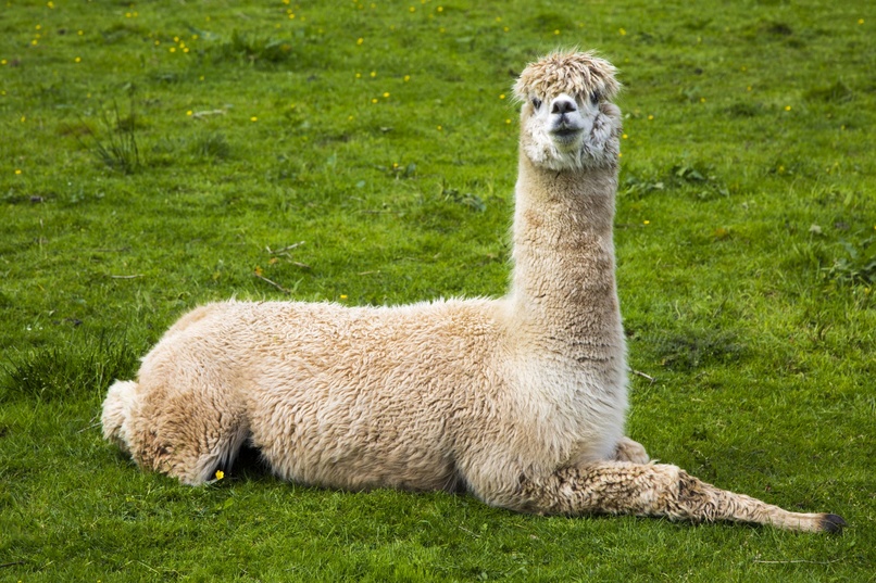LLaMa Leaks - FREE AI Endpoints – screenshot 1