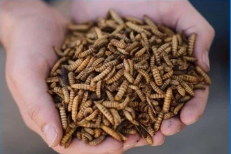 Kaduvest 