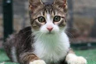 test-submission-inperson