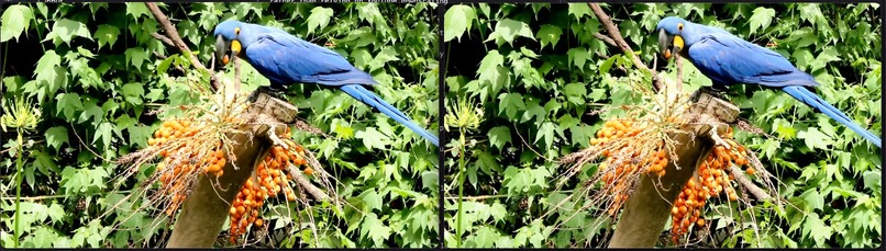 Songbird – screenshot 1