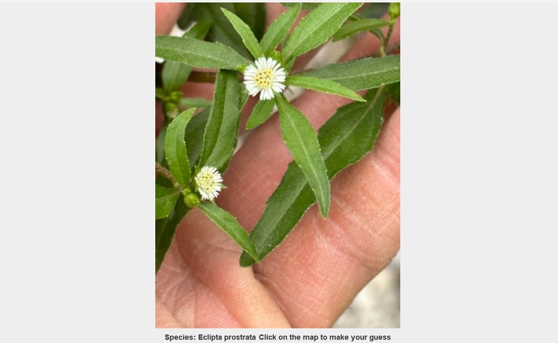 Natureguessr – screenshot 2