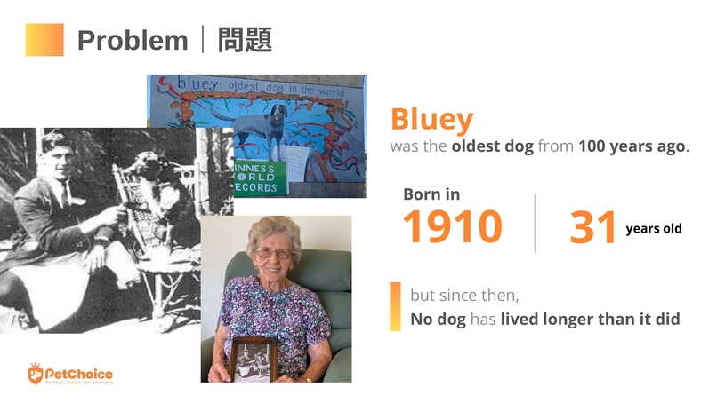 PetChoice AI – screenshot 13