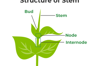 Stemify