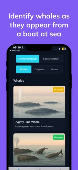 Whale Spotter  – screenshot 3