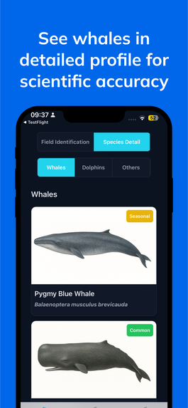 Whale Spotter  – screenshot 4