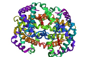 3D Hemoglobin Structural Analysis