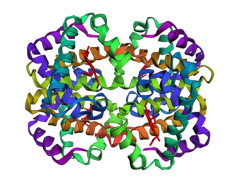 3D Hemoglobin Structural Analysis – screenshot 2