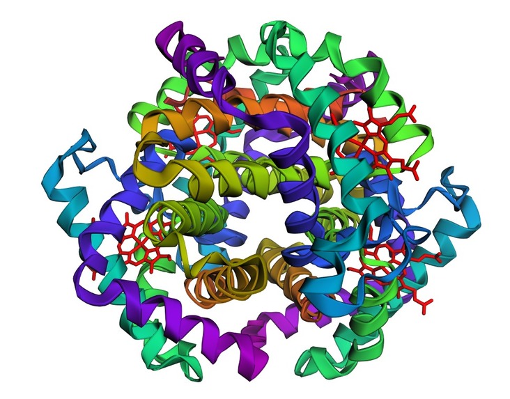 3D Hemoglobin Structural Analysis – screenshot 3