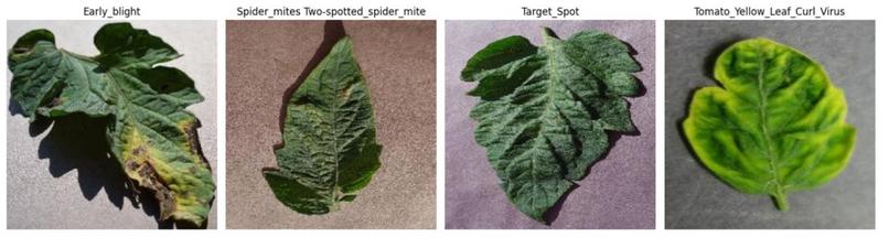 Tomato Leaf Disease Detection using effecientNet – screenshot 1