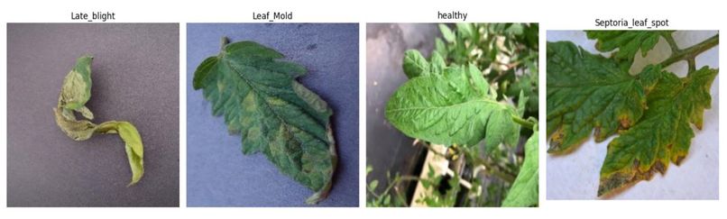 Tomato Leaf Disease Detection using effecientNet – screenshot 2