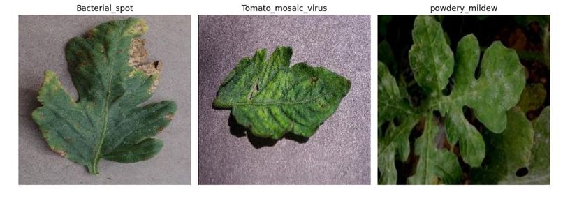 Tomato Leaf Disease Detection using effecientNet – screenshot 3