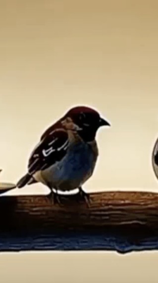 Someone Who Understood Him – screenshot 2