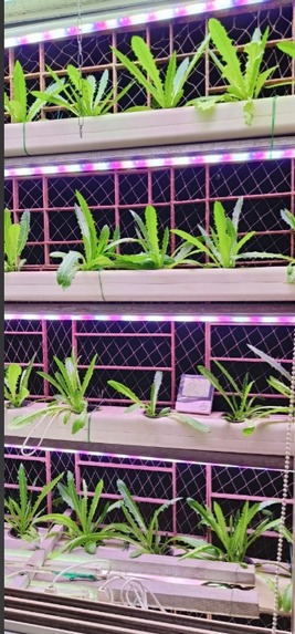 Krishi Sakhi: Your AI Farming Companion – screenshot 1