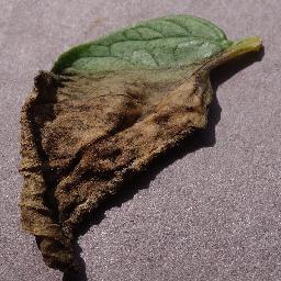 LeafLens – screenshot 1