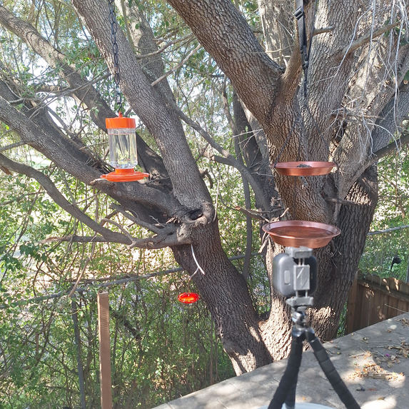 AI Bird Watch – screenshot 5