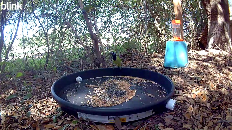 AI Bird Watch – screenshot 6