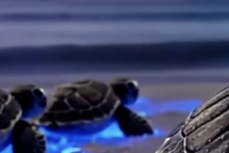 Feel It For The First Time