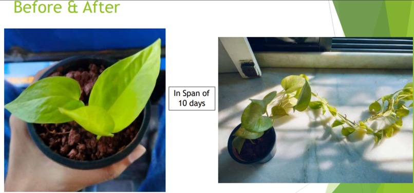 Nubloom Analysis Pot – screenshot 3