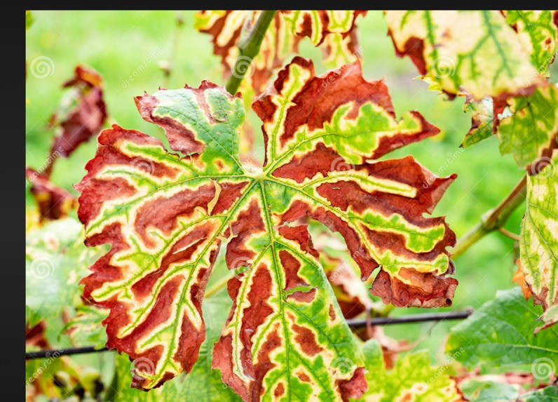 AgriSakhi – screenshot 4