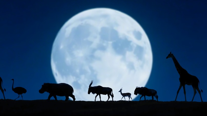 Savannah Dream – screenshot 1