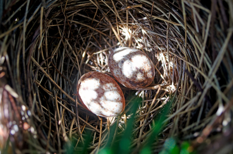 Courage to Fly: A Cardinal’s Journey – screenshot 6