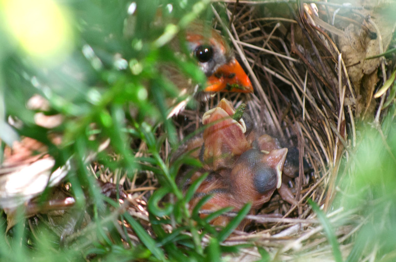 Courage to Fly: A Cardinal’s Journey – screenshot 10