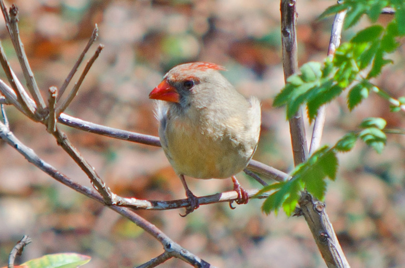 Courage to Fly: A Cardinal’s Journey – screenshot 4