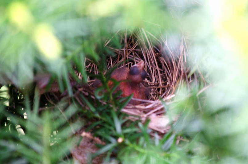 Courage to Fly: A Cardinal’s Journey – screenshot 9