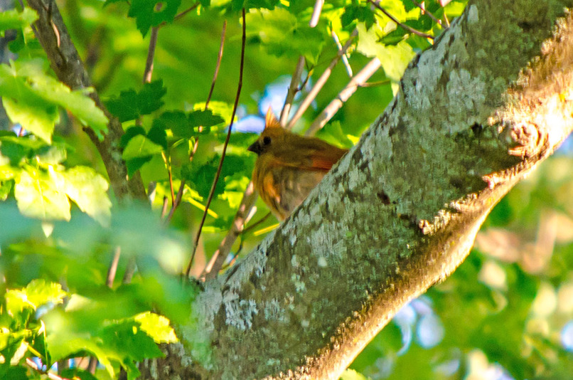 Courage to Fly: A Cardinal’s Journey – screenshot 12