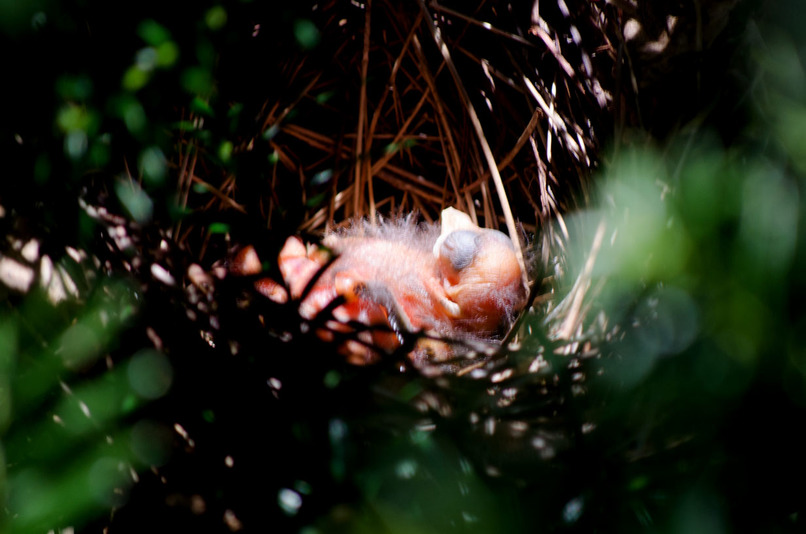 Courage to Fly: A Cardinal’s Journey – screenshot 8