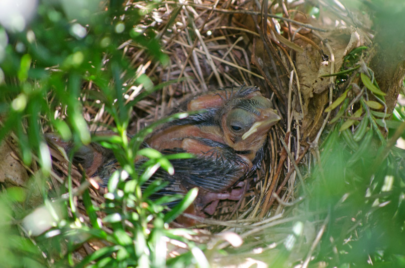 Courage to Fly: A Cardinal’s Journey – screenshot 11