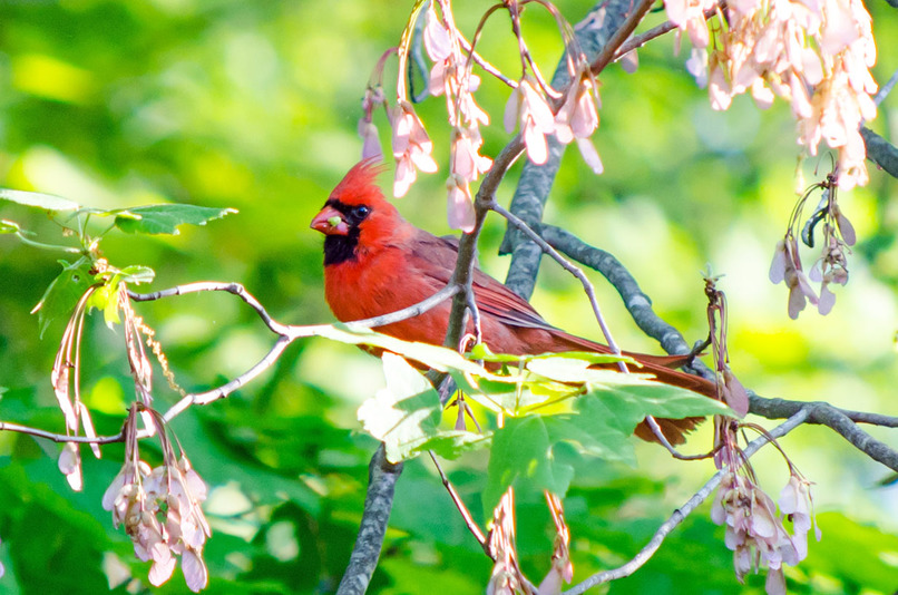 Courage to Fly: A Cardinal’s Journey – screenshot 5