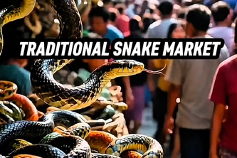 TRADITIONAL SNAKE MARKET