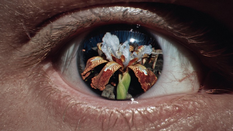 Smell beneath the bloom – screenshot 1