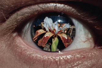 Smell beneath the bloom