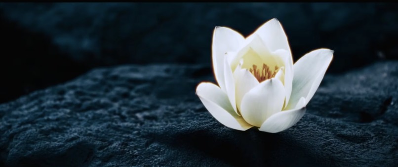  We Grow Flowers – screenshot 1