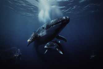 Spec Campaign for Ocean Cleanup